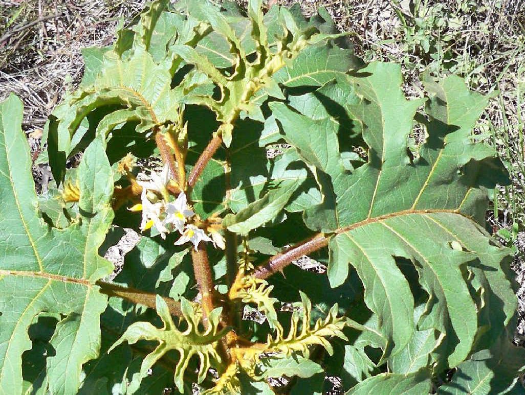 Devils fig Devils fig